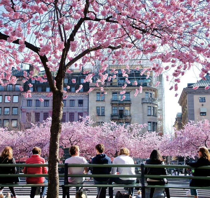 Cherry blossom Stockholm City Kungsträdgården Hotel